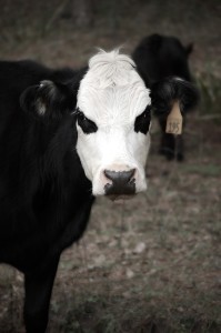 cow